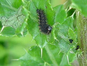 Mylitta Crescent butterfly picture