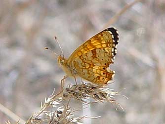 Picture of Mylitta Crescent butterfly showing ventral crescent