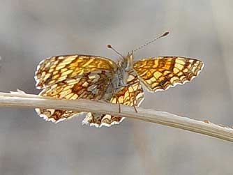 Mylitta crescent butterfly underside wing