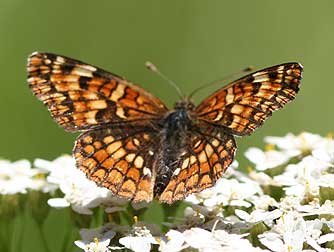 Northern checkerspot butterfly picture - Chlosyne palla 