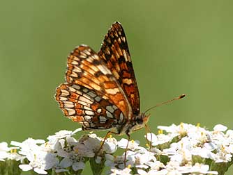 Picture of Northern Checkerspot butterfly nectaring on Yarrow