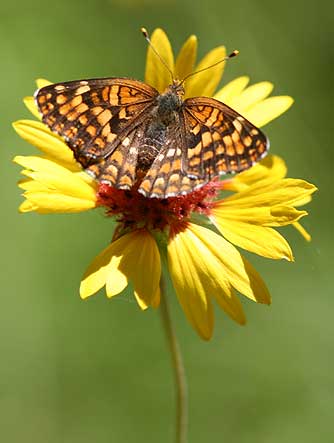 Northern Checkerspot butterfly nectaring on gaillardia - Chlosyne palla