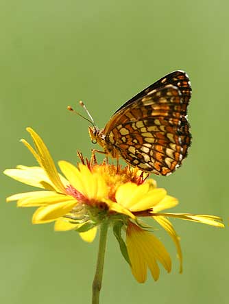 Northern Checkerspot on blanket flower/gaillardia