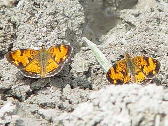 Picture of Northern crescent butterflies