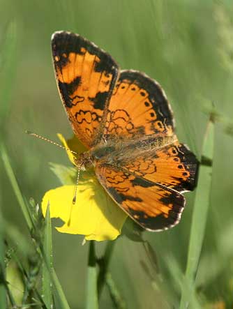 Northern Crescent butterfly picture