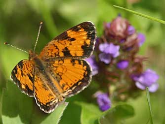 Northern crescent butterfly pictures