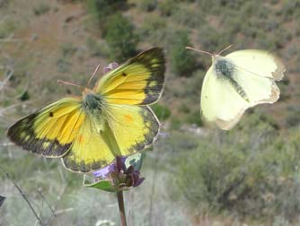 Orange sulphur butterfly, Colias eurytheme