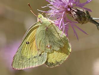 Female orange sulphur butterfly