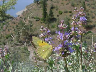 Picture of a male Clouded Sulphur butterfly