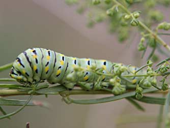 Papilio oregonius caterpillar - fifth  instar