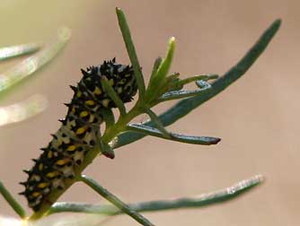 Papilio oregonius larva - second instar