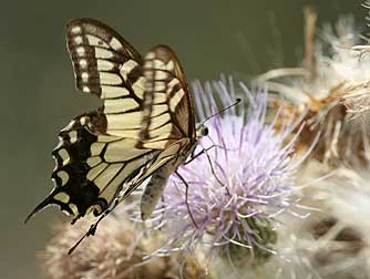 Picture of a worn Oregon Swallowtail butterfly