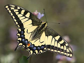 Picture of Oregon swallowtail butterfly - Papilio oregonius