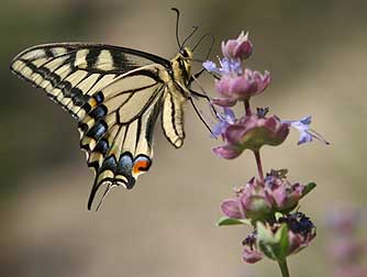 Picture of Oregon swallowtail butterfly, aka Papilio oregonius or Papilio machaon ssp oregonius