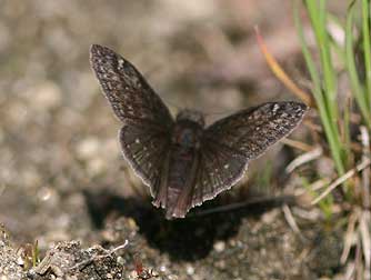 Pacuvius duskywing or Erynnis pacuvius