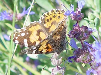 Picture of painted lady butterfly nectaring on purple sage flowers