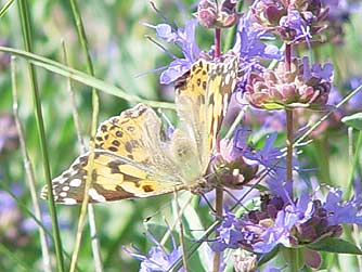 Painted lady butterfly picture