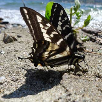 Pale tiger swallowtail butterfly or Papilio eurymedon