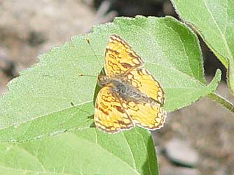 Picture of Pale Crescent butterfly
