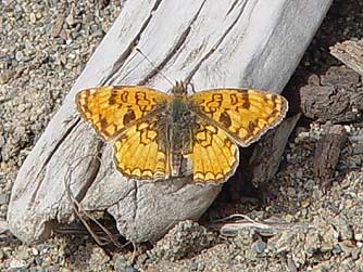 Pale Crescent butterfly picture