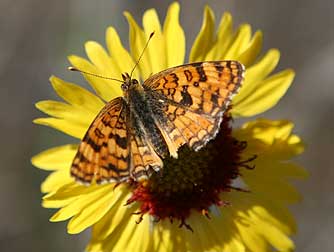 Picture of a Pale Crescent butterfly or Phyciodes pallidus nectaring on a blanket flower