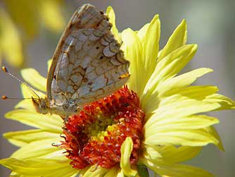 Picture of pale crescent butterfly ventral wing