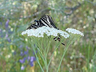 Picture of pale tiger swallowtail butterfly or Papilio eurymedon, sampling yarrow