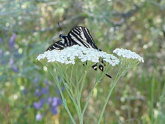 Picture of a butterfly trying to get nectar from a yarrow flower