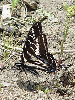 Picture of a pale tiger swallowtail butterfly