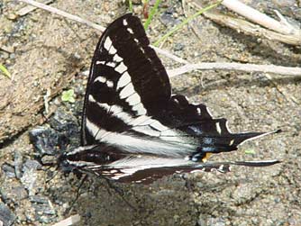 Pale tiger swallowtail butterfly picture