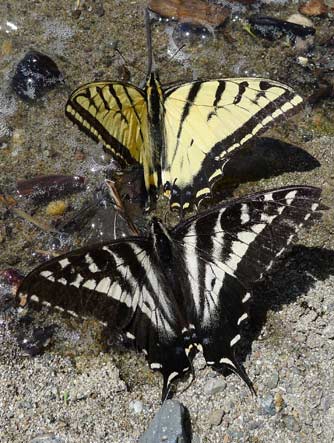 Two-tailed swallowtail butterfly with pale tiger swallowtail at Lake Roosevelt, Washington