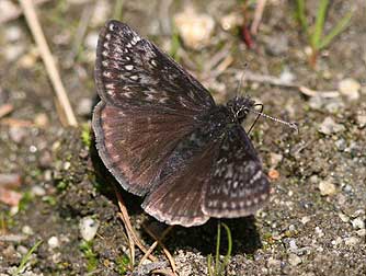 Persius duskywing or Erynnis persius