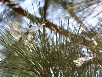 Pine white butterfly flying around a ponderosa pine tree at Lake Roosevelt, Washington