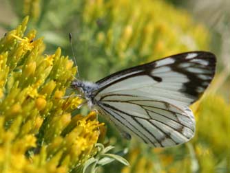 Pine white butterfly nectaring on green rabbitbrush
