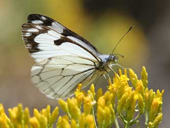 Pine white butterfly pictures and information