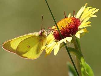 Pink-edged sulphur butterfly nectaring on blanket flower