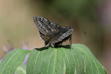 Propertius duskywing on ball head waterleaf