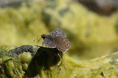 Propertius duskywing sipping water from algae