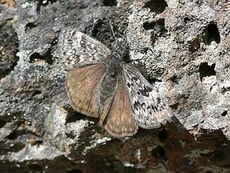 Propertius or oak duskywing - Erynnis propertius