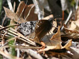 Propertius duskywing on an oak leaf, Bear Canyon