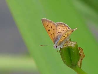 Purplish copper butterfly or Lycaena helloides picture