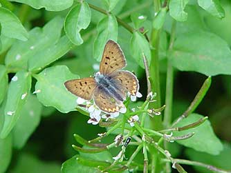 Purplish copper butterfly picture - Lycaena helloides