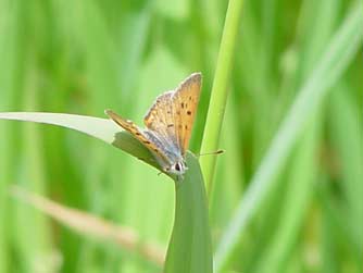 Picture of purplish copper butterfly perching