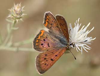 Purplish copper butterfly with purple sheen