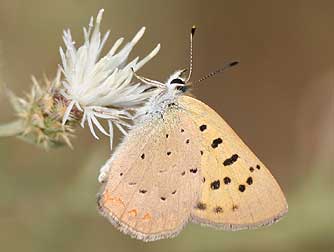 Picture of purplish copper underside