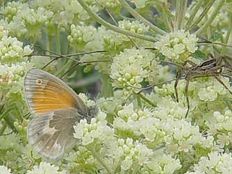 Picture of ochre or common ringlet butterfly on buckwheat flower with spider
