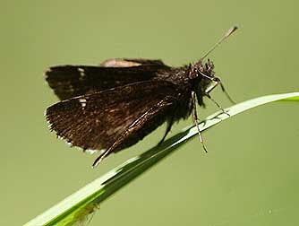 Common roadside skipper pictures