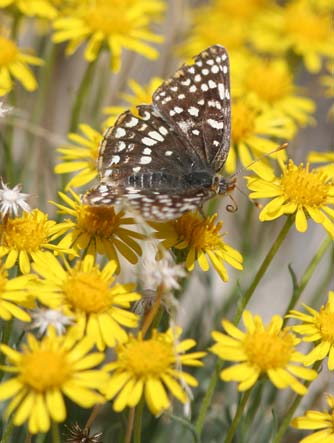 Desert yellow daisy host plant for sagebrush checkerspot butterfly