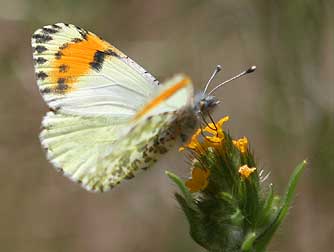 Sara's orangetip or Anthocharis sara butterfly pictures