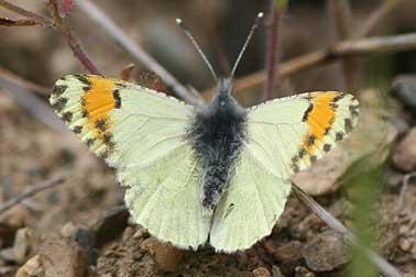 Picture of female Sara's Orangetip butterfly - Anthocharis sara